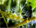 Freshwater Bryozoan (Lophopus crystallinus) Class Phylactolaemata