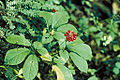 Thumbnail for version as of 20:53, 9 May 2010