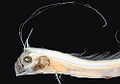King of Herrings (Regalecus glesne)