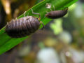 The big woodlouse has a tiny passenger.