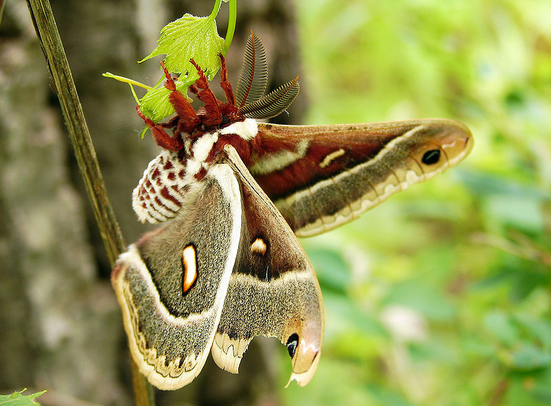 File:Columbia Silk Moth.jpg