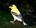 American Goldfinch (C. tristis)
