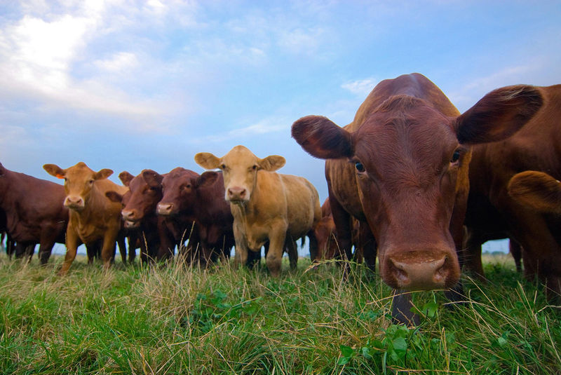 File:Modifiedcattle.jpg