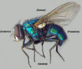 Thumbnail for version as of 06:47, 3 May 2007