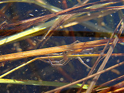 Water spider.jpg