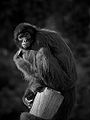 Colombian Black Spider Monkey (Ateles fusciceps rufiventris)