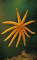 Eleven-Armed Sea Star (Coscinasterias calamaria) Order: Forcipulatida