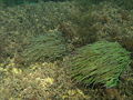 Thumbnail for version as of 19:01, 26 October 2008