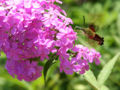 Thumbnail for version as of 04:41, 26 November 2007