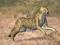 Late Pliocene Cheetah (Acinonyx kurteni)