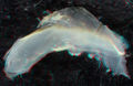 Thumbnail for version as of 18:29, 18 January 2017