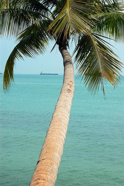 Cocnut tree.jpg