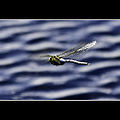 emperor dragonfly in flight over water (Anax imperator)
