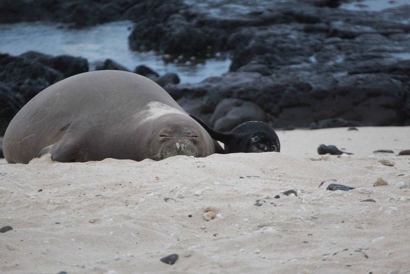 File:Hawaiian Monk Seal pup.jpg