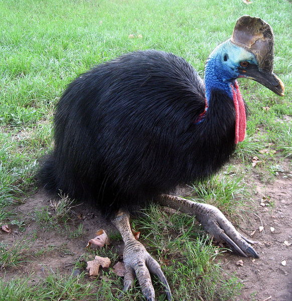 File:Kasuár přilbový.jpg