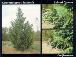 Leland Cypress.JPG