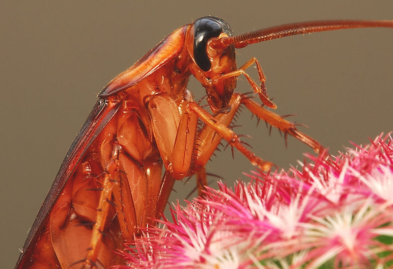 File:Periplaneta americana.jpg