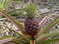 Pineapple (Ananas comosus) Location: Coral Gables, Florida