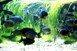 Piranha pic4.jpg