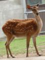 sika deer