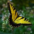 Eastern Tiger Swallowtail (Papilio glaucus )