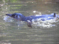 Little Blue Swimming (Eudyptula minor)