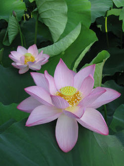 WaterLily.jpg