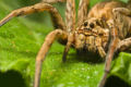 Thumbnail for version as of 21:02, 24 November 2007