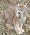 Canadian Lynx (Lynx canadensis) Family: Felidae