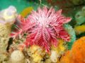 The Passion Flower feather star (Ptilometra australis) Class: Crinoidea