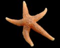 Common Starfish (Asterias rubens) Class: Asteroidea