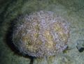 Heart Urchin (Ecninoneus cyclostomus) Family:name
