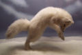 arctic fox (A.lagopus)