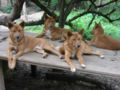 Dingo (C. l. dingo )