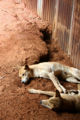 Two dingoes relaxing in their environment