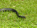 Eastern indigo snake