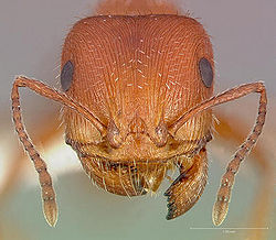 Maricopa harvester ant head.jpg