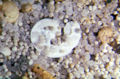 Microfossils from marine sediments consisting of planktic foraminifera (small white shells) and benthic foraminifera (large white shell) among radiolaria (spheres), sponge spicules (needles).
