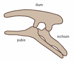 Ornithischia pelvis.png