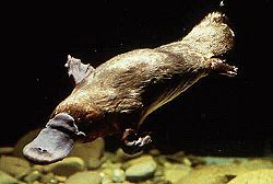 Ornithorhynchidae-00-1-.jpg