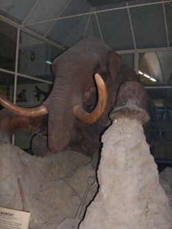 Stuffed mammoth.jpg