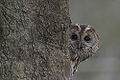 Tawny Owl (Strix aluco)
