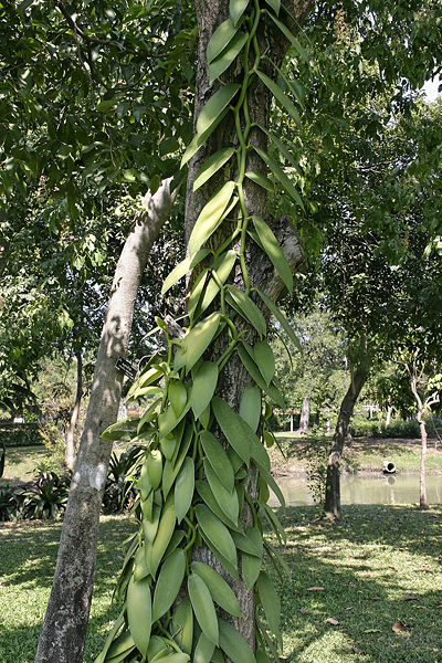 File:Vanilla orchid.jpg