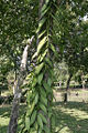 vanilla orchid (species name)