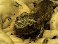 Pacific Giant Salamander (Dicamptodon ensatus)