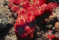 Demosponge (Hymeniacidon sp.) Order: Halichondrida