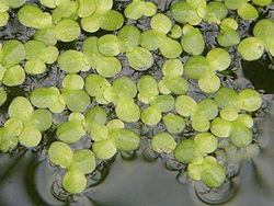 Duckweed2.jpg