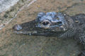West African Dwarf Crocodile (Osteolaemus tetraspis ) O. t. tetraspis