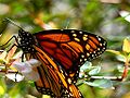 Viceroy Butterfly (Limenitis Archippus)