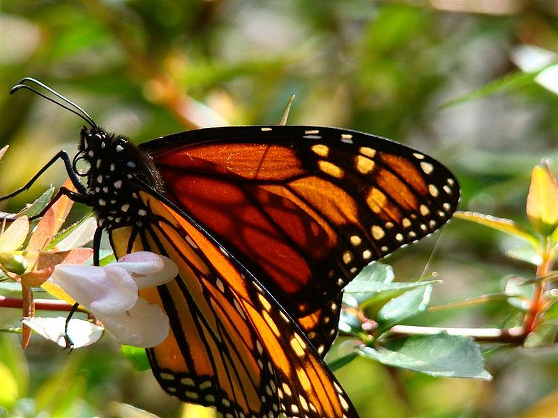 File:Limenitis archippus.jpg